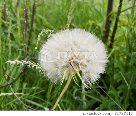 Beautiful fluffy blooming flower dandelion on colored background 81727115