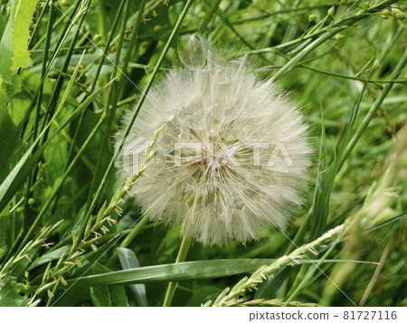 Beautiful fluffy blooming flower dandelion on colored background Beautiful fluffy blooming flower dandelion on colored background 81727116