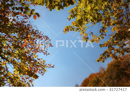 Autumn forest road leaves fall in ground landscape on autumnal background Autumn forest road leaves fall in ground landscape on autumnal background 81727417