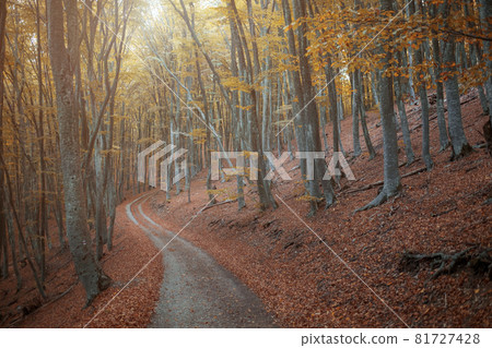 dirt road in the autumn yellow forest. dirt road in the autumn yellow forest. 81727428