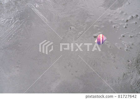 snail shell in frozen water of outdoor pool in cold winter day 81727642
