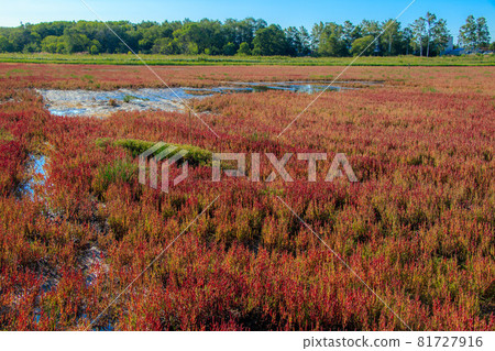 Coral grass community at Lake Notoro, Ubaranai, Abashiri City 81727916