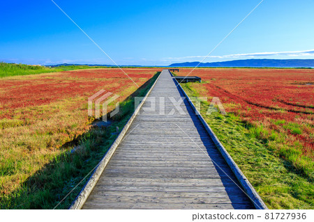 網走市鵜鶘原內能取湖的珊瑚草群落 81727936