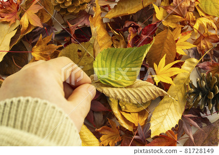 A woman's hand holding a green leaf on a pile of fallen leaves A woman's hand holding a green leaf on a pile of fallen leaves 81728149