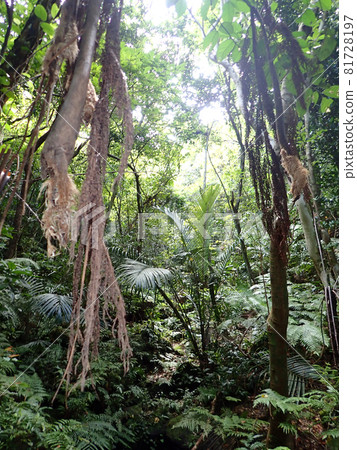 Jungle trekking on Iriomote Island 81728197