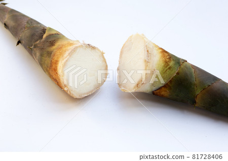 Fresh bamboo shoots white background. Fresh bamboo shoots white background. 81728406
