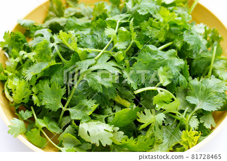Coriander leaves in yellow plate Coriander leaves in yellow plate 81728465