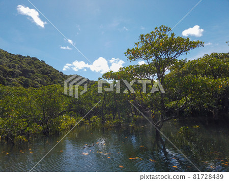 Iriomote Island Jungle Cruise 81728489