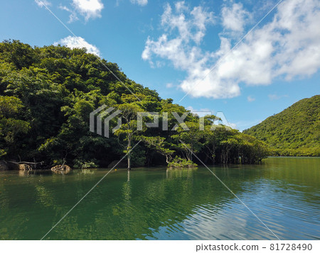 The upper reaches of the Urauchi River on Iriomote Island 81728490