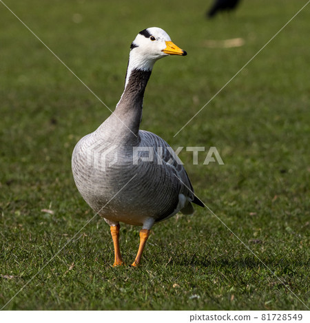 The bar-headed goose, Anser indicus seen in English Garden in Munich 81728549