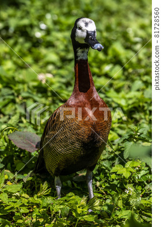 White-faced whistling duck, Dendrocygna viduata. Birds watching White-faced whistling duck, Dendrocygna viduata. Birds watching 81728560