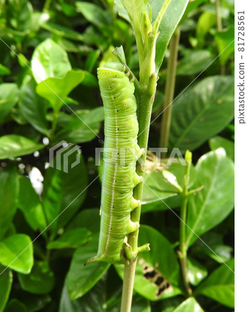 Larvae of "Oosukasiba" to eat leaves of gardenia 81728561