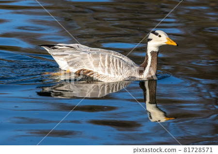 The bar-headed goose, Anser indicus seen in English Garden in Munich The bar-headed goose, Anser indicus seen in English Garden in Munich 81728571