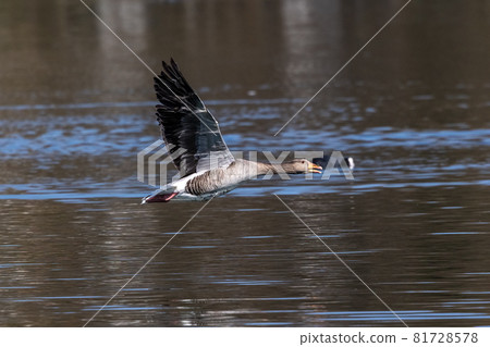 The flying greylag goose, Anser anser is a species of large goose 81728578