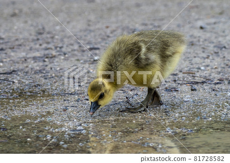Beautiful yellow fluffy greylag goose baby gosling in spring, Anser anser 81728582