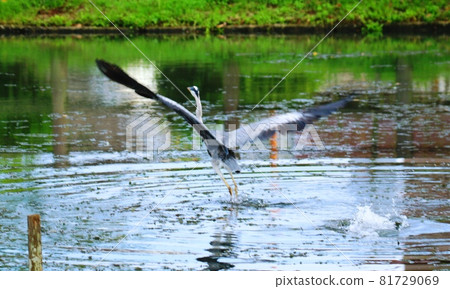 Saga, Adjustment Pond, Herons Bathing Saga, Adjustment Pond, Herons Bathing 81729069
