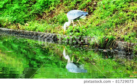 Saga, Adjustment Pond, Herons Bathing Saga, Adjustment Pond, Herons Bathing 81729073
