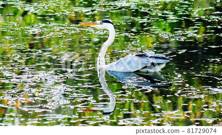 Saga, Adjustment Pond, Herons Bathing Saga, Adjustment Pond, Herons Bathing 81729074
