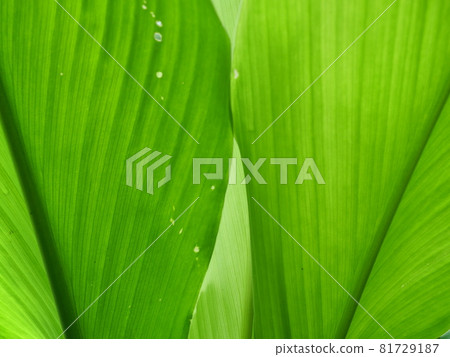 leaf, turmeric, foliage 81729187