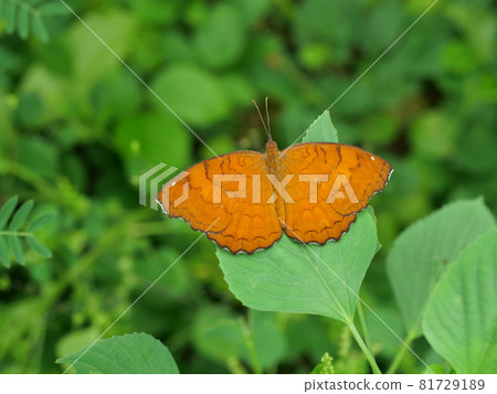 butterfly, insect, leaf 81729189