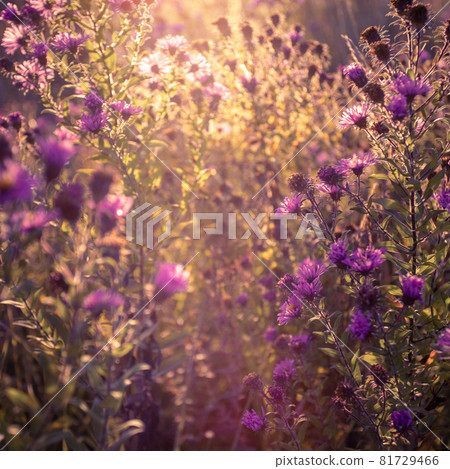 Autumn wild grass and flowers on a meadow Autumn wild grass and flowers on a meadow 81729466