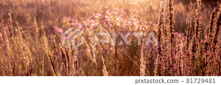 Seasonal sale website banner with wild grass on a meadow Seasonal sale website banner with wild grass on a meadow 81729481