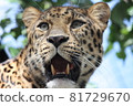 Leopard 81729670