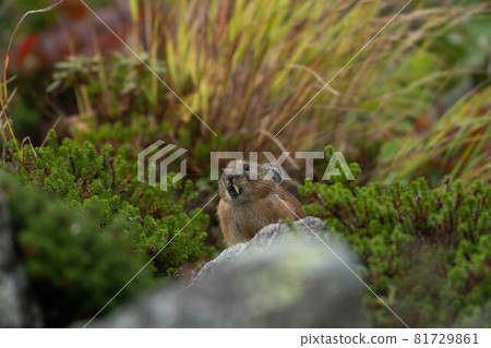 Ezo naughty rabbit at Daisetsuyama Ezo naughty rabbit at Daisetsuyama 81729861