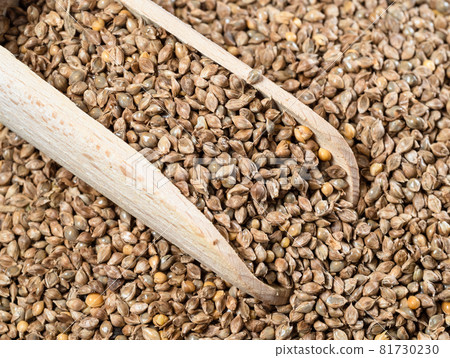 wooden scoop on pile of unhulled barnyard millet seeds closeup 81730230