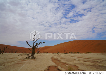 The red desert, dead trees, and tourists hiking in the sand dunes. The red desert, dead trees, and tourists hiking in the sand dunes. 81730420