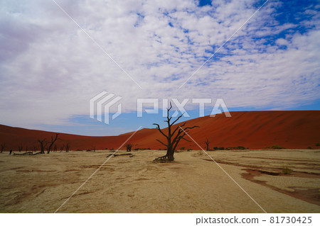 The red desert, dead trees, and tourists hiking in the sand dunes. The red desert, dead trees, and tourists hiking in the sand dunes. 81730425
