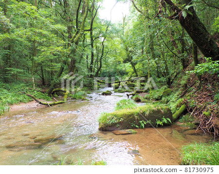 Walking through the eternal forest in summer while listening to the sound of the stream Minamimata, Takarabe-cho, Soo City, Kagoshima Prefecture Walking through the eternal forest in summer while listening to the sound of the stream Minamimata, Takarabe-cho, Soo City, Kagoshima Prefecture 81730975