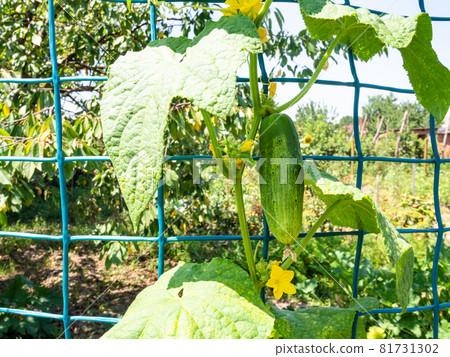 ripe cucumber on netting in home garden in village on sunny summer day ripe cucumber on netting in home garden in village on sunny summer day 81731302