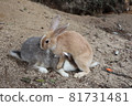 大久野島的小兔子 81731481