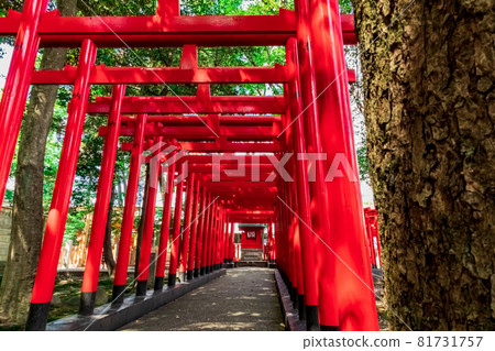 Yaminomori Hachiman Shrine, standing in the dark forest (Nagoya City, Aichi Prefecture) Yaminomori Hachiman Shrine, standing in the dark forest (Nagoya City, Aichi Prefecture) 81731757