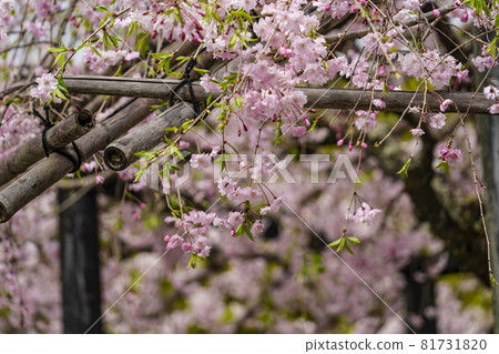 樋野念佛寺的櫻花 樋野念佛寺的櫻花 81731820