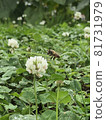 White clover and honeybees 81731979