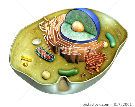Cell structure 81732001