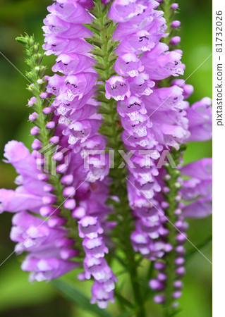 Hanatraneo(花虎尾巴) Hanatraneo(花虎尾巴) 81732026