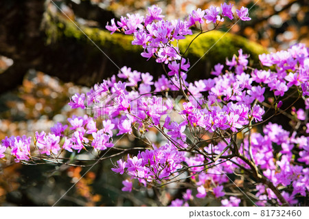 The mountain azaleas at Hikimi Gorge are in full bloom. -4 81732460