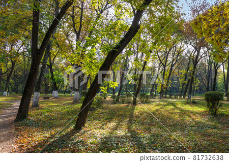 city park on a sunny autumn day. trees in green and yellow foliage city park on a sunny autumn day. trees in green and yellow foliage 81732638