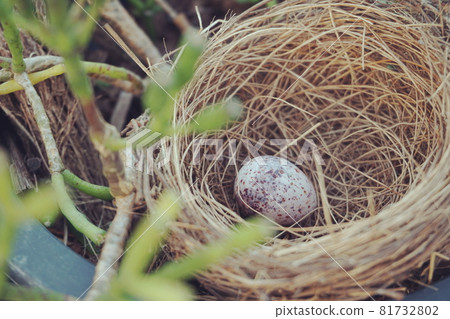 bird s nest with egg in the garden bird s nest with egg in the garden 81732802