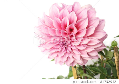 Pink Dahlia Flowers blooming with gree leave isolated on white background 81732912