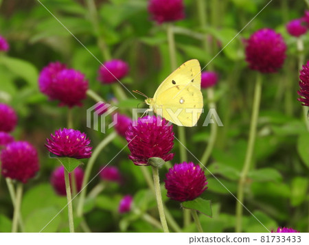 A Monk butterfly sucking nectar from a globe amaranth flower 81733433