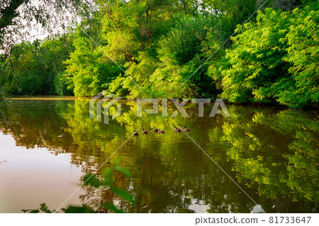 landscape. ducks in a pond in the park. trees and a river at sunset.  81733647