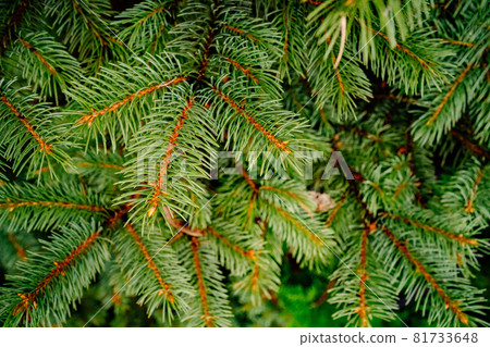 green branches of fir. evergreen coniferous plant. green branches of fir. evergreen coniferous plant. 81733648