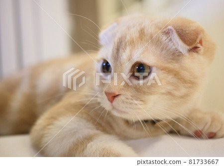Scottish kitten close-up Scottish kitten close-up 81733667