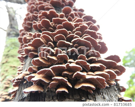 "Hakawaratake" growing in clusters on dead broadleaf trees: seen from below "Hakawaratake" growing in clusters on dead broadleaf trees: seen from below 81733685