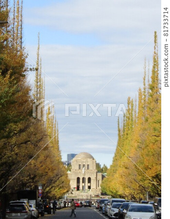 Ginkgo bunches Ginkgo bunches 81733714