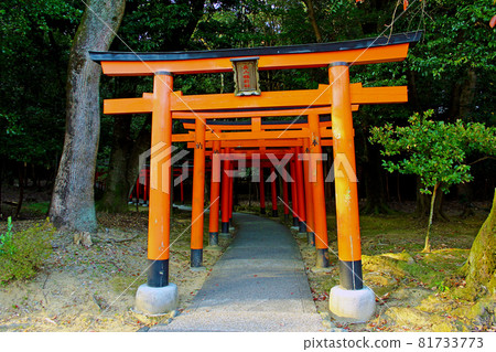 [Nara] Kashihara Shrine in autumn: Nagayama Inari Shrine with its many torii gates 81733773